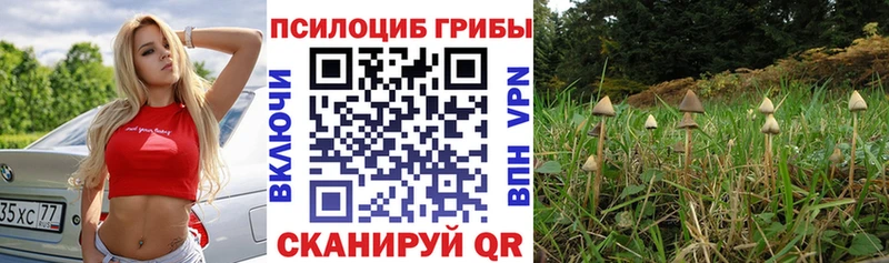 Псилоцибиновые грибы Psilocybe  закладки  Канаш 