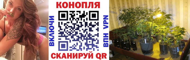 Бошки Шишки сатива  Канаш 